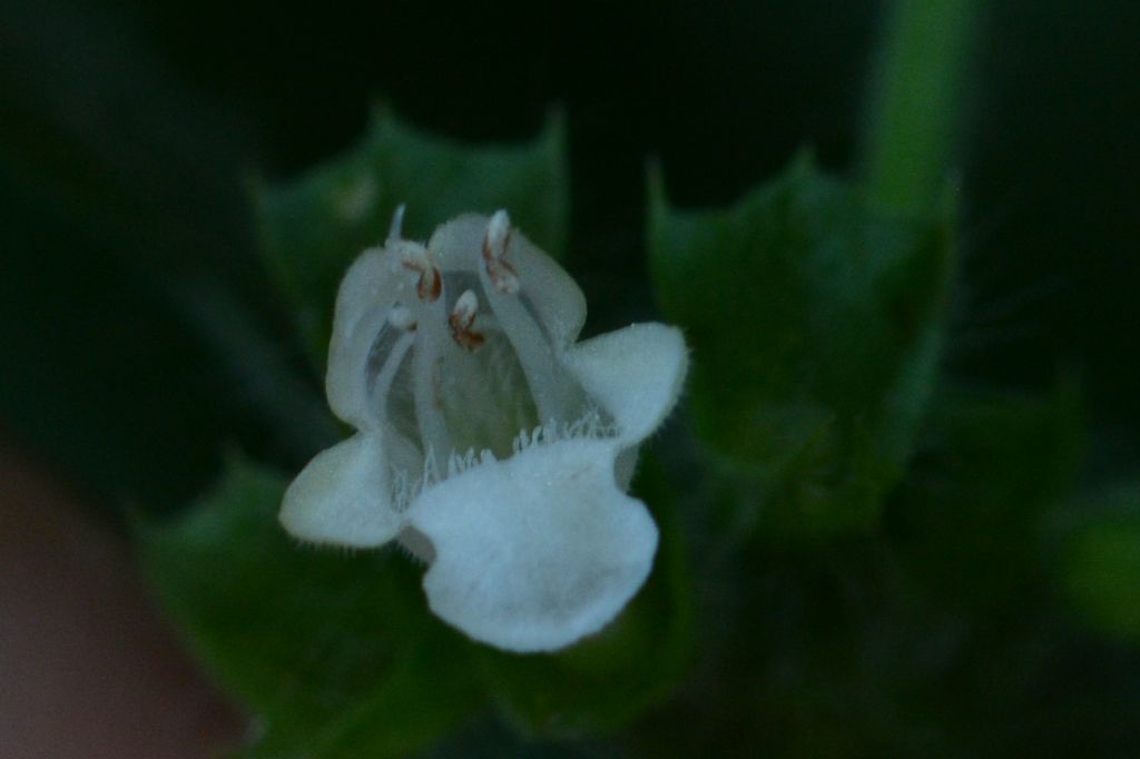 Lamiaceae: Melissa officinalis